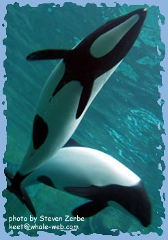 The underside of a male Commerson's dolphin