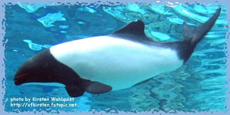 A side view of a Commerson's dolphin