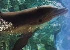 Bottlenose Dolphin (Tursiops truncatus)