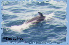 A Pacific White-sided dolphin darts under the water after taking a breath