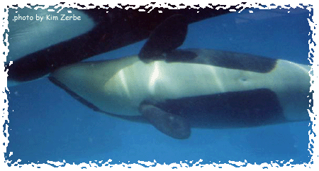 A calf nurses from her mother