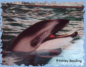 Thetis waiting to be fed at Sea World of Texas